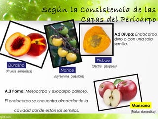 A.3 Pomo: Mesocarpo y exocarpo carnoso.
El endocarpo se encuentra alrededor de la
cavidad donde están las semillas.
Pixbae
Manzana
A.2 Drupa: Endocarpo
duro o con una sola
semilla.
Según la Consistencia de las
Capas del Pericarpo
Durazno
Nance
(Byrsonima crassifolia)
(Prunus armeniaca)
(Bactris gasipaes)
(Malus domestica)
 