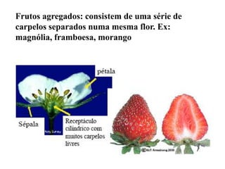 Frutos agregados: consistem de uma série de
carpelos separados numa mesma flor. Ex:
magnólia, framboesa, morango

 