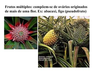 Frutos múltiplos: compõem-se de ovários originados
de mais de uma flor. Ex: abacaxi, figo (pseudofruto)

 