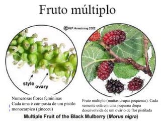 Numerosas flores femininas
Cada uma é composta de um pistilo
monocarpico (gineceu)

Fruto multiplo (muitas drupas pequenas). Cada
semente está em uma pequena drupa
desenvolvida de um ovário de flor pistilada

 