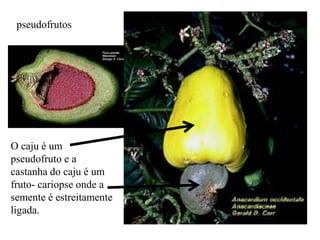 pseudofrutos

O caju é um
pseudofruto e a
castanha do caju é um
fruto- cariopse onde a
semente é estreitamente
ligada.

 
