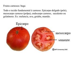 Frutos carnosos: baga
Todo o tecido fundamental é carnoso. Epicarpo delgado (pele),
mesocarpo carnoso (polpa), endocarpo carnoso, suculento ou
gelatinoso. Ex: melancia, uva, goiaba, mamão.

 