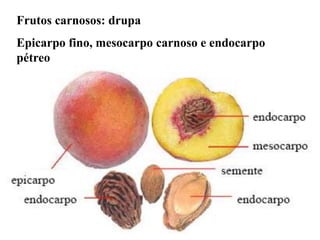 Frutos carnosos: drupa
Epicarpo fino, mesocarpo carnoso e endocarpo
pétreo

 