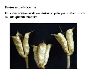 Frutos secos deiscentes
Folículo: origina-se de um único carpelo que se abre de um
só lado quando maduro

 