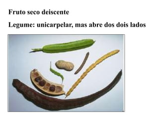Fruto seco deiscente
Legume: unicarpelar, mas abre dos dois lados

 