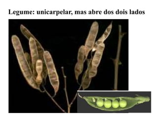 Legume: unicarpelar, mas abre dos dois lados

 