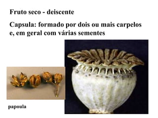 Fruto seco - deiscente
Capsula: formado por dois ou mais carpelos
e, em geral com várias sementes

papoula

 