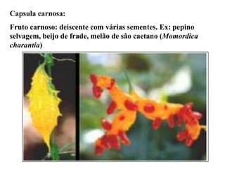 Capsula carnosa:

Fruto carnoso: deiscente com várias sementes. Ex: pepino
selvagem, beijo de frade, melão de são caetano (Momordica
charantia)

 