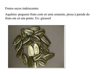 Frutos secos indeiscentes
Aquênio: pequeno fruto com só uma semente, presa à parede do
fruto em só um ponto. Ex: girassol

 