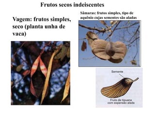 Frutos secos indeiscentes
Vagem: frutos simples,
seco (planta unha de
vaca)

Sâmaras: frutos simples, tipo de
aquênio cujas sementes são aladas

 