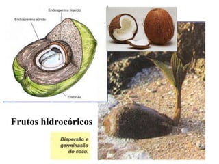 Frutos hidrocóricos

 