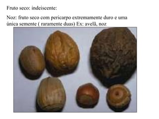 Fruto seco: indeiscente:
Noz: fruto seco com pericarpo extremamente duro e uma
única semente ( raramente duas) Ex: avelã, noz

 