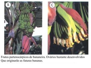 Frutos partenocárpicos de bananeira. Ovários bastante desenvolvidos
Que originarão as futuras bananas.

 