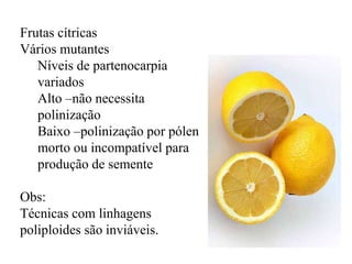 Frutas cítricas
Vários mutantes
Níveis de partenocarpia
variados
Alto –não necessita
polinização
Baixo –polinização por pólen
morto ou incompatível para
produção de semente
Obs:
Técnicas com linhagens
poliploides são inviáveis.

 