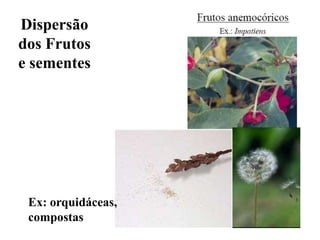 Dispersão
dos Frutos
e sementes

Ex: orquidáceas,
compostas

 