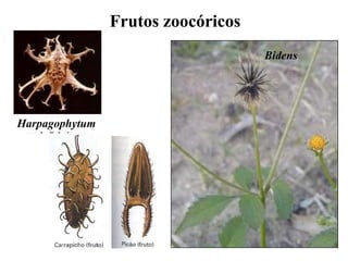 Frutos zoocóricos
Bidens

Harpagophytum

 