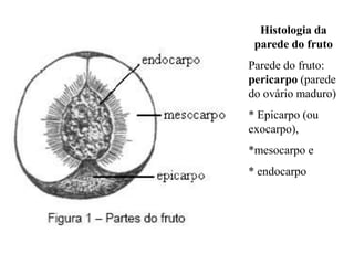 Histologia da
parede do fruto
Parede do fruto:
pericarpo (parede
do ovário maduro)
* Epicarpo (ou
exocarpo),
*mesocarpo e
* endocarpo

 