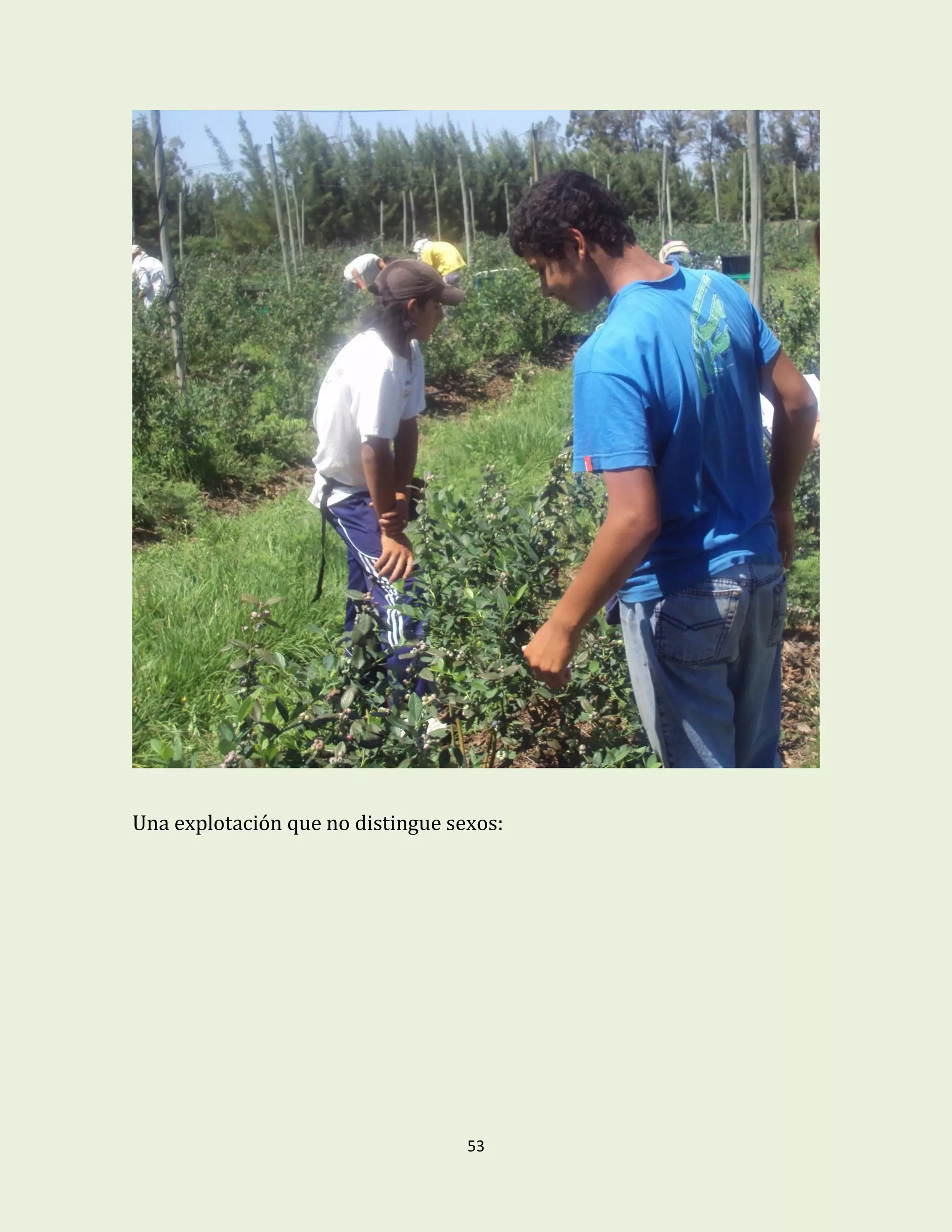 53
Una explotación que no distingue sexos:
 