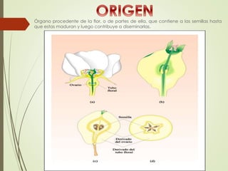 Desde un punto de vista ontogénico, el fruto es el ovario desarrollado y maduro de
las plantas con flor
La pared del ovari...