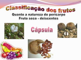 Classificação dos frutosQuanto a natureza do pericarpoFruto seco - deiscentesCápsula