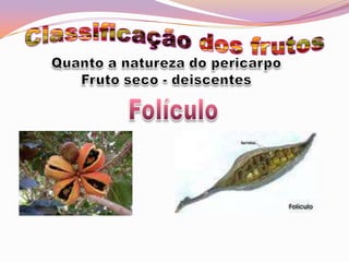 Classificação dos frutosQuanto a natureza do pericarpoFruto seco - deiscentesFolículo