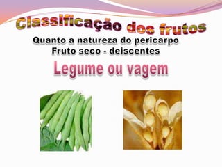 Classificação dos frutosQuanto a natureza do pericarpoFruto seco - deiscentesLegume ou vagem