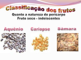 Classificação dos frutosQuanto a natureza do pericarpoFruto seco - indeiscentesAquênioCariopseSâmara