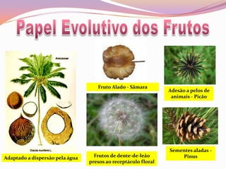 Papel Evolutivo dos FrutosFruto Alado - SâmaraAdesão a pelos de animais - PicãoSementes aladas - PinusFrutos de dente-de-leão presos ao receptáculo floralAdaptado a dispersão pela água