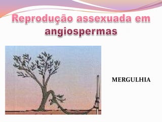 Reprodução assexuada em angiospermasMERGULHIA