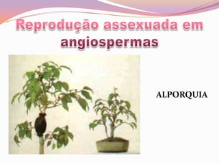 Reprodução assexuada em angiospermasALPORQUIA