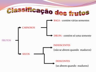 Classificação dos frutosBAGA - contém várias sementesCARNOSOSDRUPA - contém só umasementeFRUTOSINDEISCENTES(não se abrem quando  maduros)SECOSDEISCENTES(se abrem quando  maduros)