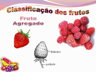Classificação dos frutosFruto Agregado