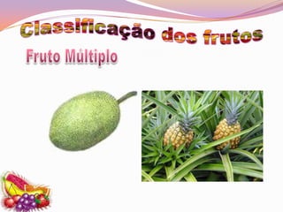 Classificação dos frutosFruto Múltiplo