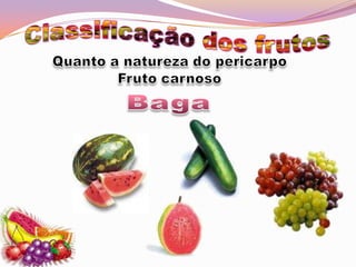 Classificação dos frutosQuanto a natureza do pericarpoFruto carnosoBaga