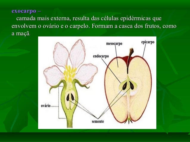 Qual É A Função Do Fruto? – TRLP