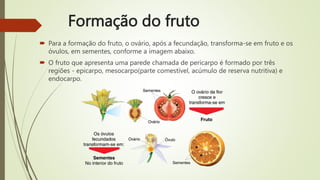 Formação do fruto
 Para a formação do fruto, o ovário, após a fecundação, transforma-se em fruto e os
óvulos, em sementes, conforme a imagem abaixo.
 O fruto que apresenta uma parede chamada de pericarpo é formado por três
regiões - epicarpo, mesocarpo(parte comestível, acúmulo de reserva nutritiva) e
endocarpo.
 