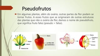 Pseudofrutos
 Em algumas plantas, além do ovário, outras partes da flor podem se
tornar frutos. A esses frutos que se originaram de outras estruturas
das plantas que não o ovário da flor, damos o nome de pseudofruto,
que significa fruto falso (pseudo = falso).
 
