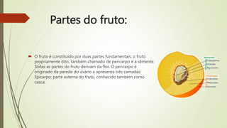 Partes do fruto:
 O fruto é constituído por duas partes fundamentais: o fruto
propriamente dito, também chamado de pericarpo e a sêmente.
Todas as partes do fruto derivam da flor. O pericarpo é
originado da parede do ovário e apresenta três camadas:
Epicarpo: parte externa do fruto, conhecido também como
casca.
 