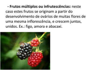 - Frutos múltiplos ou infrutescências: neste
caso estes frutos se originam a partir do
desenvolvimento de ovários de muitas flores de
uma mesma inflorescência, e crescem juntos,
unidos. Ex.: figo, amora e abacaxi.
 