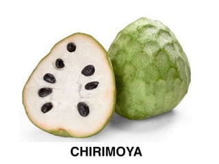 CHIRIMOYA