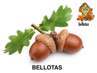 BELLOTAS