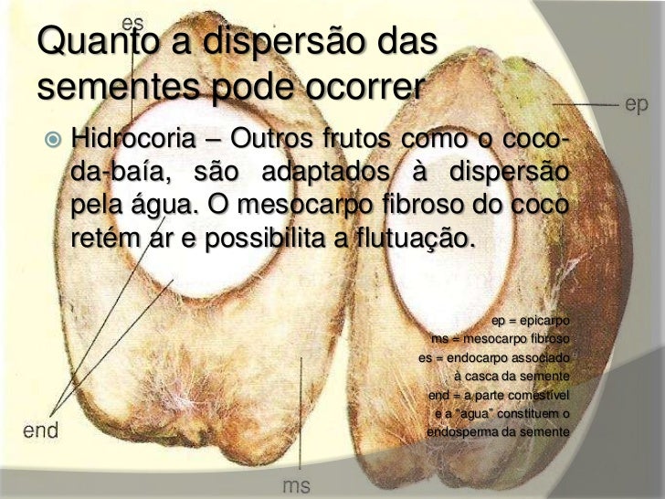 Os Frutos São Importantes Estruturas Relacionadas Com A Dispersão