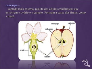 exocarpo –
  camada mais externa, resulta das células epidérmicas que
envolvem o ovário e o carpelo. Formam a casca dos frutos, como
a maçã.
 