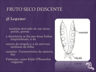 FRUTO SECO DEISCENTE
 Legume:

  também derivado de um único
   pistilo, porém
a deiscência se faz por duas linhas
   longitudinais, a da
sutura do carpelo e a da nervura
   mediana da folha
carpelar Característico da maioria
   das
Fabaceae, como feijão (Phaseolus
   vulgaris).
 