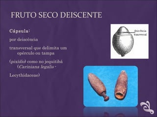 FRUTO SECO DEISCENTE
Cápsula:
por deiscência
transversal que delimita um
    opérculo ou tampa
(pixídio) como no jequitibá
    (Cariniana legalis -
Lecythidaceae)
 