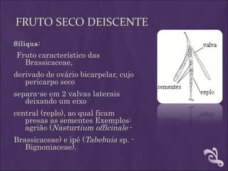 FRUTO SECO DEISCENTE
Síliqua:
Fruto característico das
  Brassicaceae,
derivado de ovário bicarpelar, cujo
   pericarpo seco
separa-se em 2 valvas laterais
   deixando um eixo
central (replo), ao qual ficam
   presas as sementes Exemplos:
   agrião (Nasturtium officinale -
Brassicaceae) e ipê (Tabebuia sp. -
   Bignoniaceae).
 