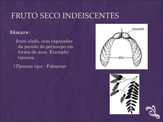 FRUTO SECO INDEISCENTES
Sâmara:
  fruto alado, com expansões
   da parede do pericarpo em
   forma de asas. Exemplo:
   tipuana
 (Tipuana tipu - Fabaceae
 