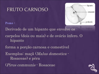FRUTO CARNOSO

Pomo :

Derivado de um hipanto que envolve os
carpelos (dois ou mais) e de ovário ínfero. O
   hipanto
forma a porção carnosa e comestível
Exemplos: maçã (Malus domestica -
  Rosaceae) e pêra
(Pirus communis - Rosaceae
 