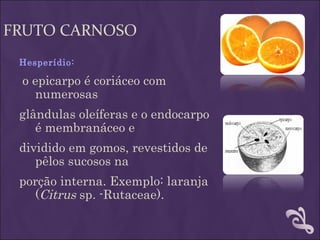 FRUTO CARNOSO
 Hesperídio:

 o epicarpo é coriáceo com
   numerosas
 glândulas oleíferas e o endocarpo
    é membranáceo e
 dividido em gomos, revestidos de
    pêlos sucosos na
 porção interna. Exemplo: laranja
   (Citrus sp. -Rutaceae).
 