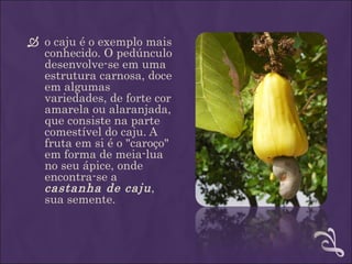  o caju é o exemplo mais
  conhecido. O pedúnculo
  desenvolve-se em uma
  estrutura carnosa, doce
  em algumas
  variedades, de forte cor
  amarela ou alaranjada,
  que consiste na parte
  comestível do caju. A
  fruta em si é o "caroço"
  em forma de meia-lua
  no seu ápice, onde
  encontra-se a
  castanha de caju ,
  sua semente.
 